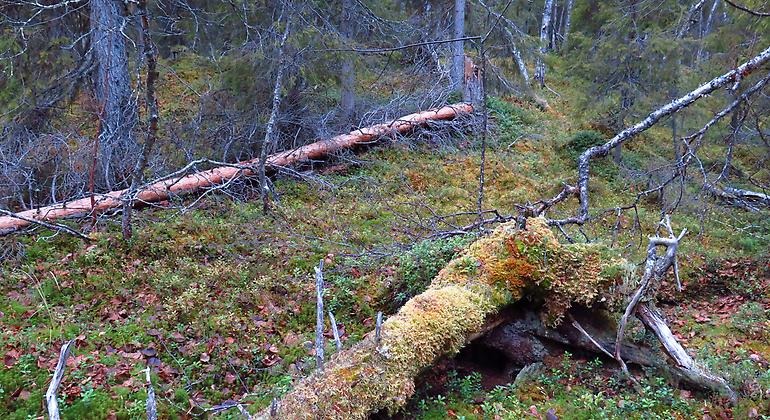 Död ved finns det gott om i reservatet, till glädje för många krävande arter.