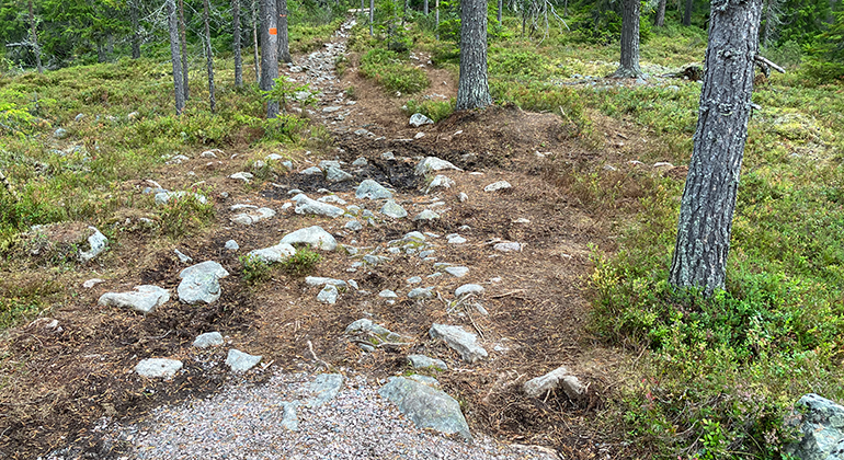 Efter 400 meter från entrén tar den grusade leden slut. Terrängen blir stenig och granskogen tar vid.
