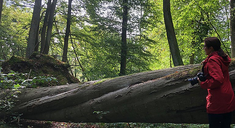 Fallen trädjätte.