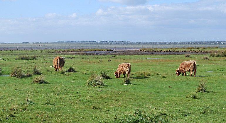 Betande kor på strandängarna.