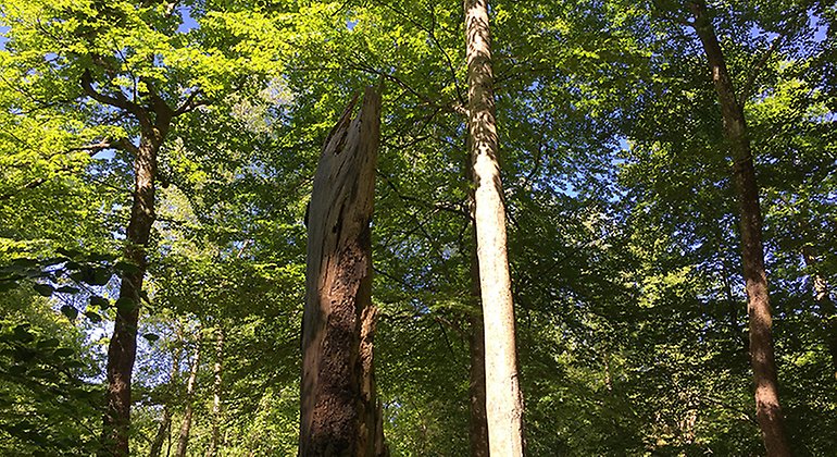 Gammal lövskog med många lavarter.