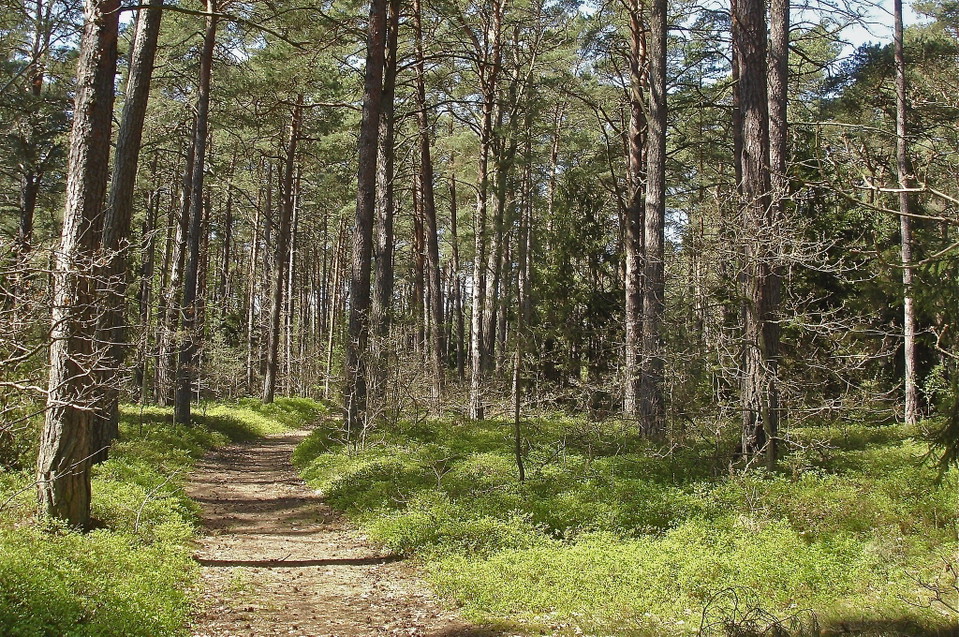 Blekingeleden genom Björkelycke naturreservat.