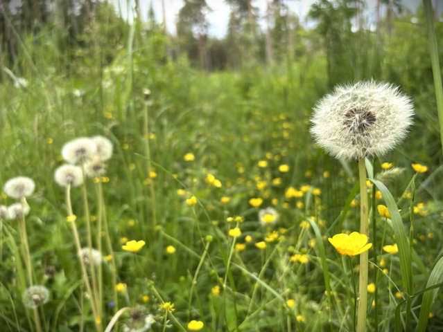Taberg 343 - S4 Sjöhult