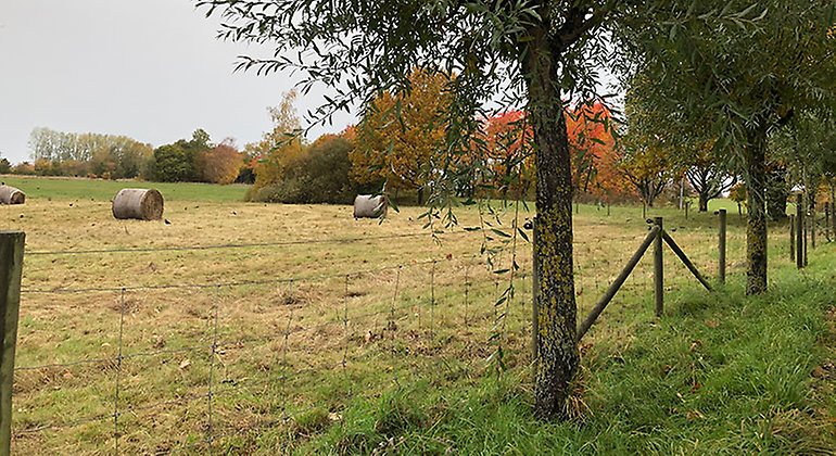 Maskängen är en liten äng intill Kungsmarken.