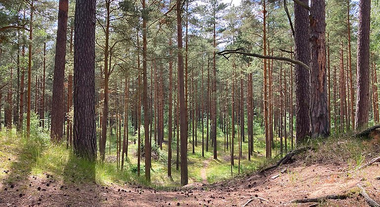 Tallskog på sanddyn.