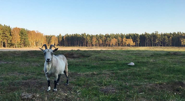Get på bete.