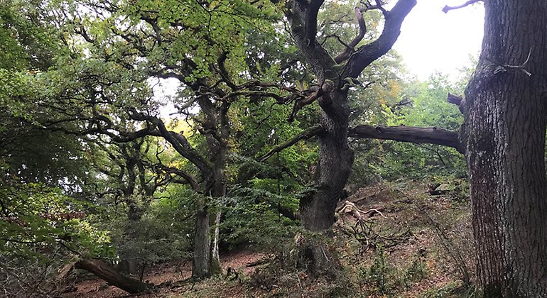 Gamla knotiga ekar i Bjersjöholm.