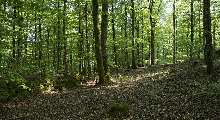 Ädellövskog.
