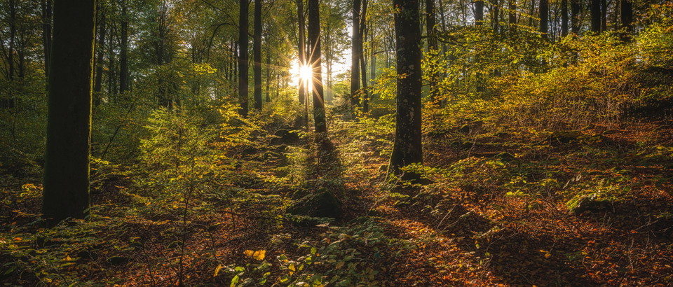 Åkulla boksskogar Photo