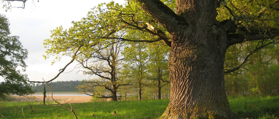 Linköpings kommun Photo