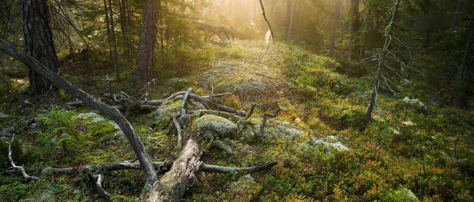 Tyresta nationalpark Photo