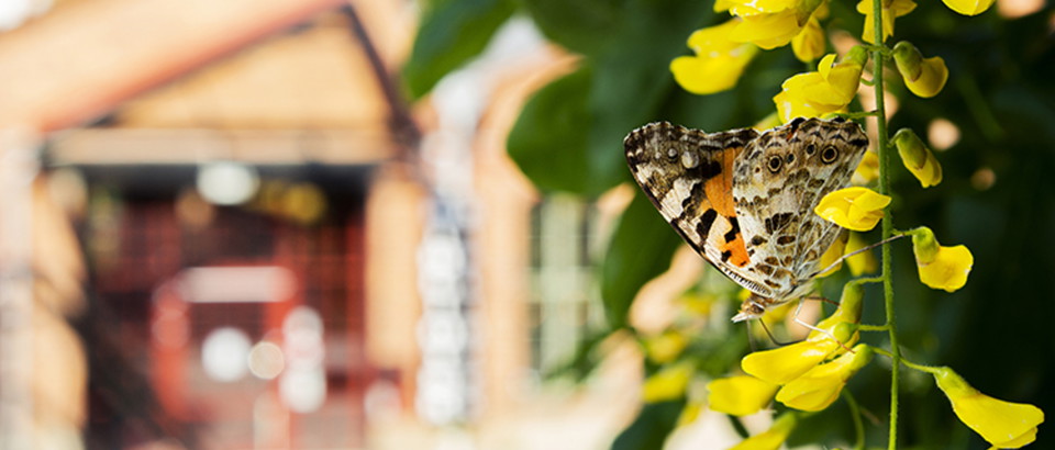 Åtvidabergs kommun  Photo