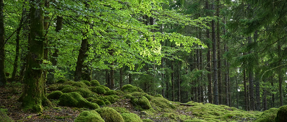 Kronobergs län Photo