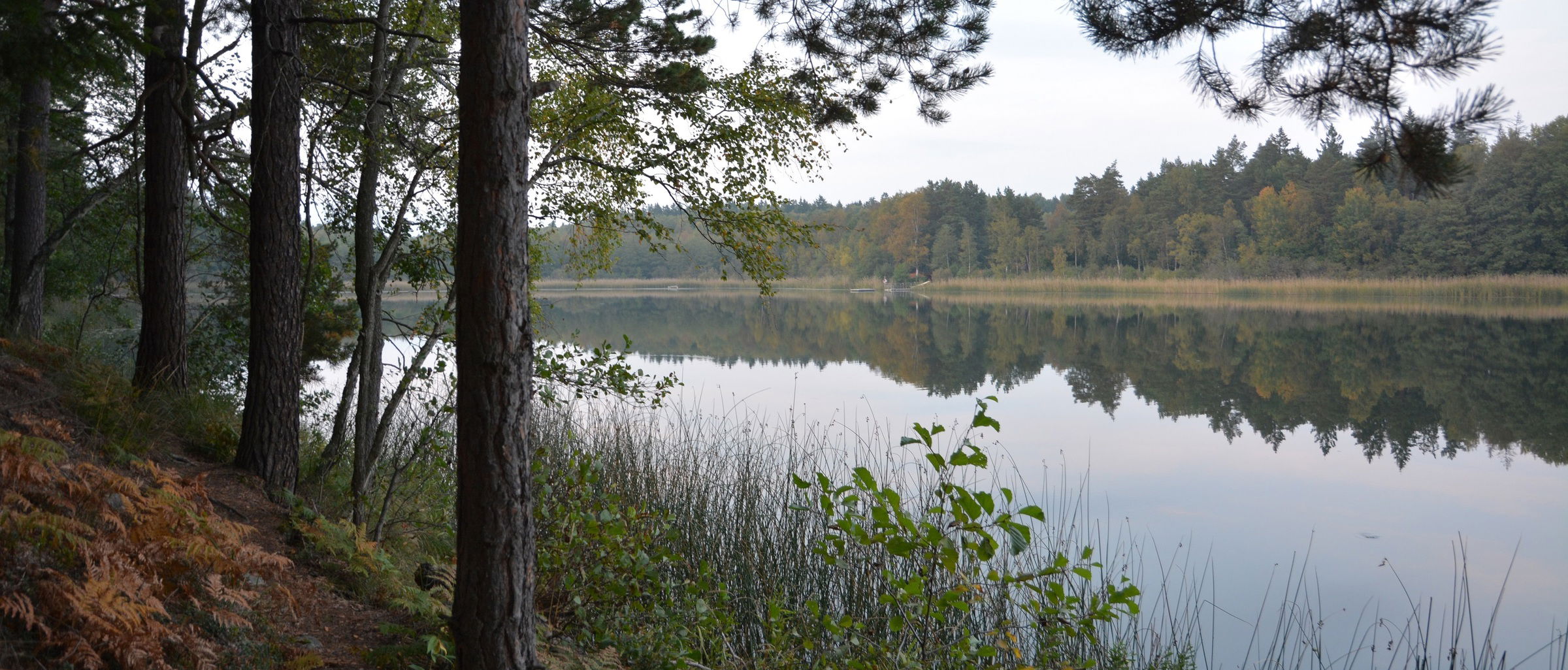 Gröna kilar