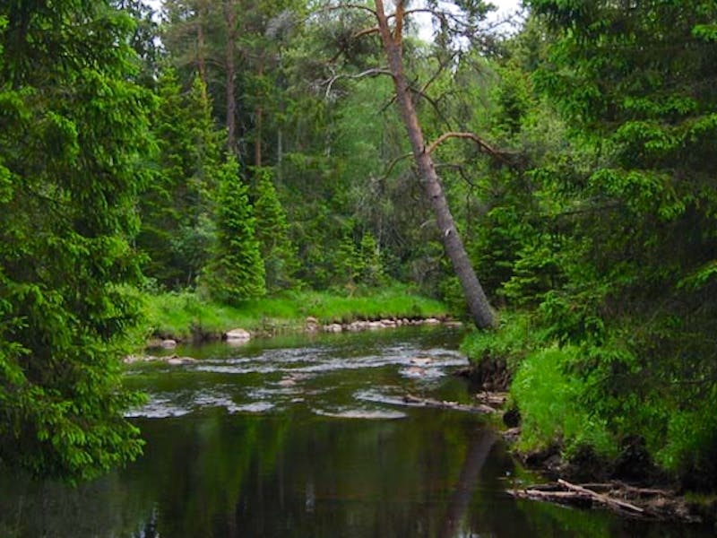 Sveriges tysta platser Photo