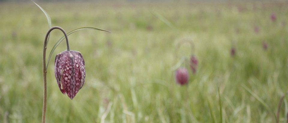 Uppsala läns natur Photo