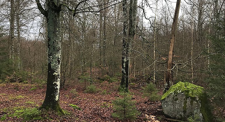 Lavrik äldre skog.