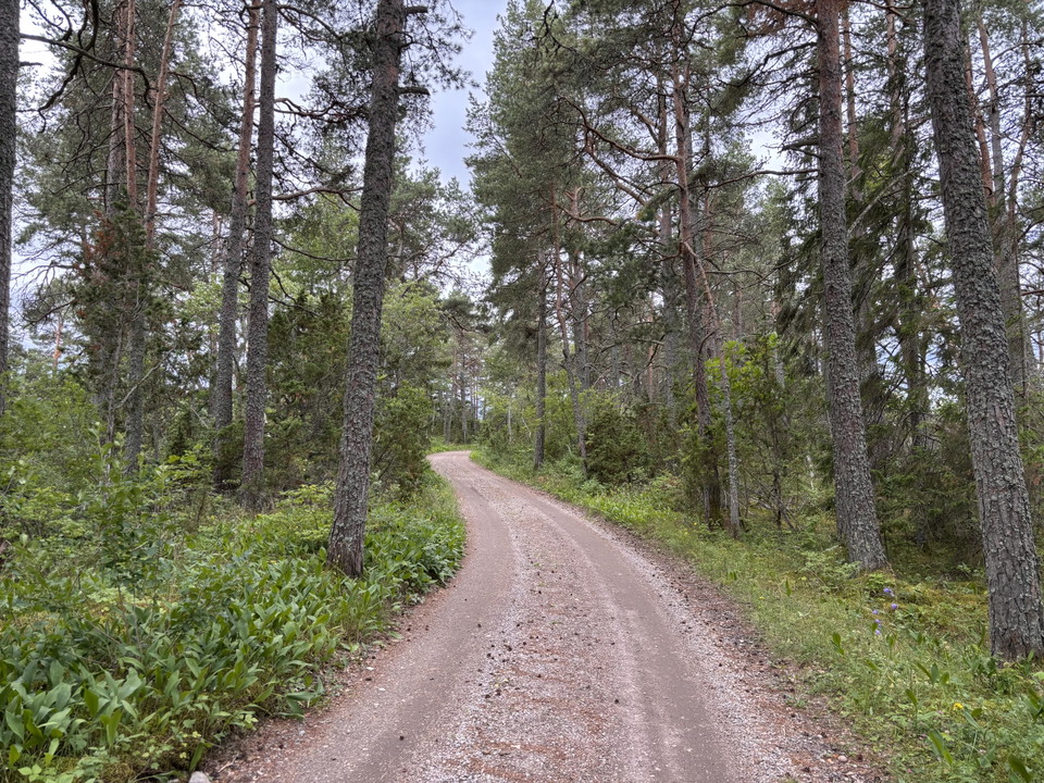 En grusväg leder genom skog med grönska och höga trädstammar.