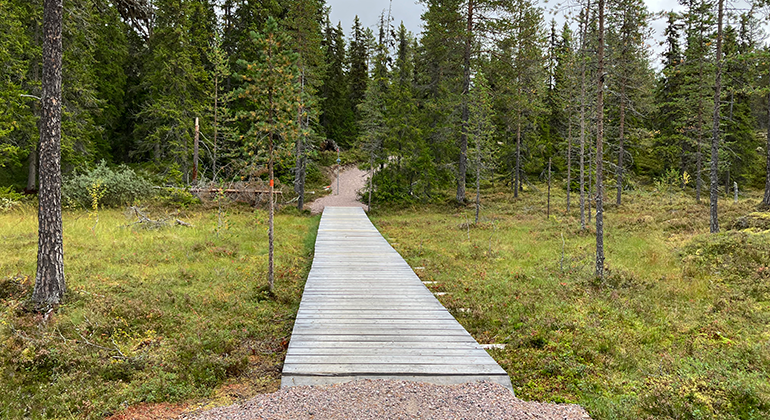 Efter 70 meter från entrén kommer du till en 1,5 meter bred och 22 meter lång däckspång över en myr. Efter däckspången passerar du kryssledens början.