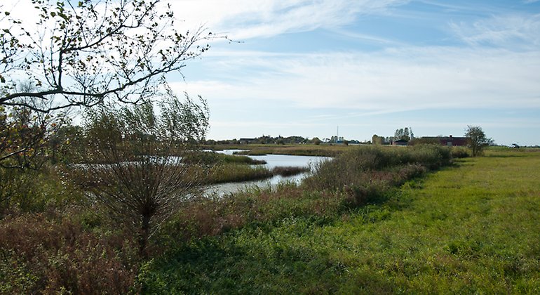 Våtmarken Vallby mosse.