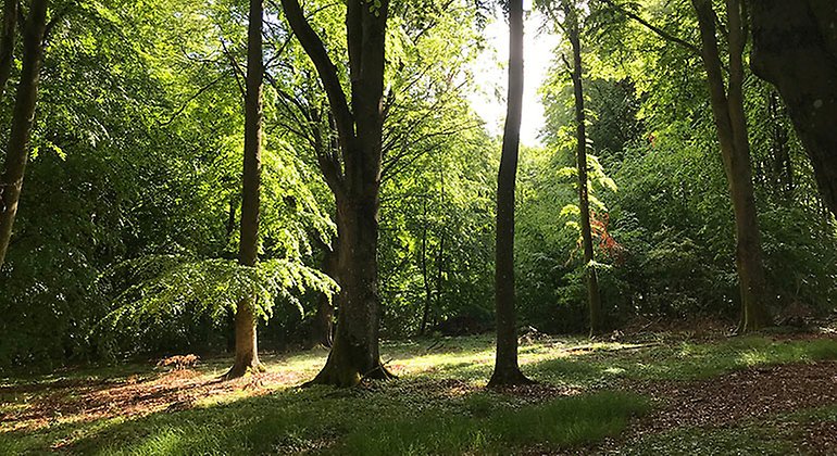 Äldre bokskog.
