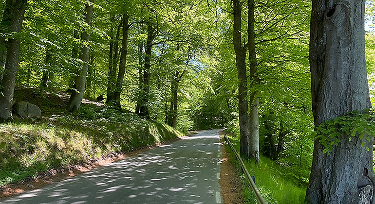 Väg i bokskog.