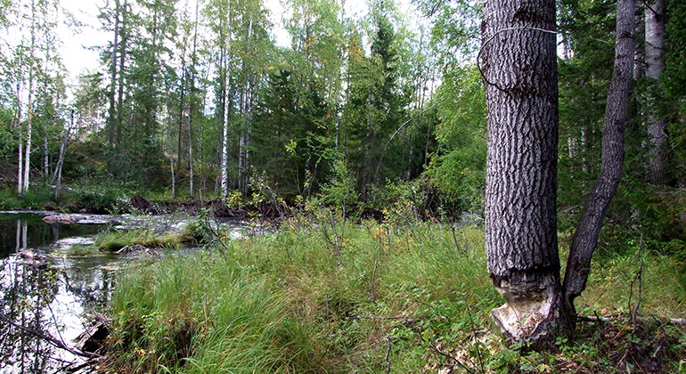 Spår av bäverns framfart.