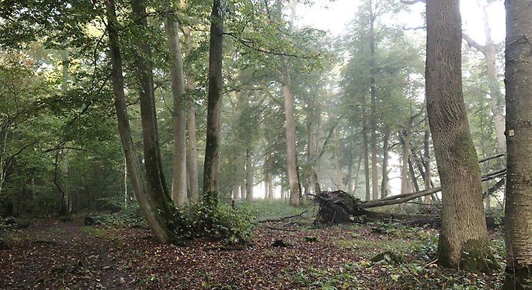 Lövskog.