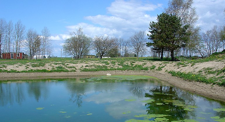 Groddamm i Högaborg.