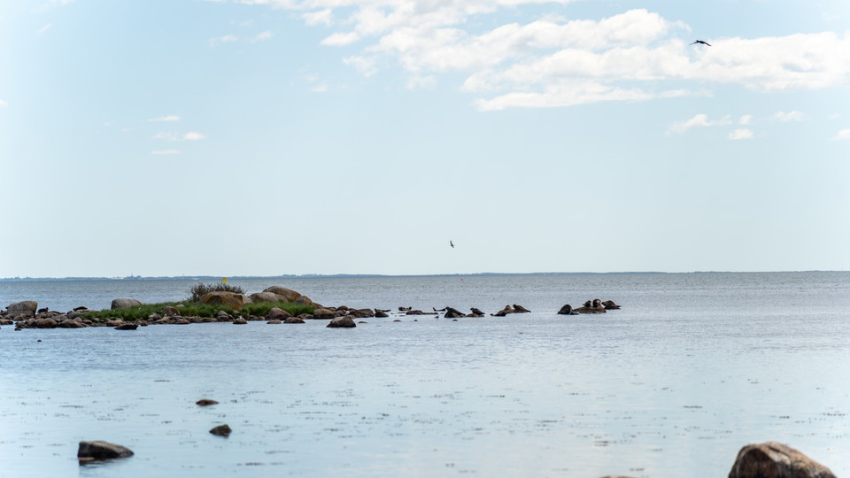Sälkolloni