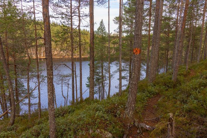 Leden följer Lilla Mörtsjöns strandkant på fina skogsstigar.