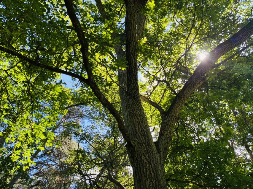närbild på en trädkrona, solen lyser genom grenarna. 