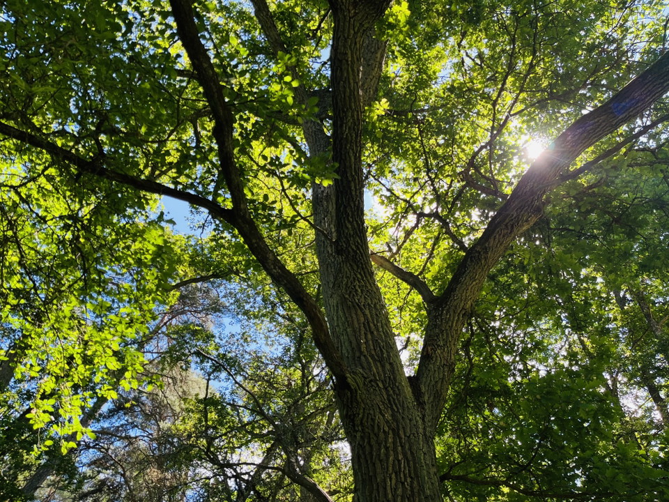 närbild på en trädkrona, solen lyser genom grenarna. 