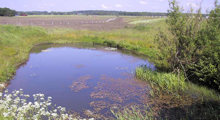 Ljungavången med grodvatten.