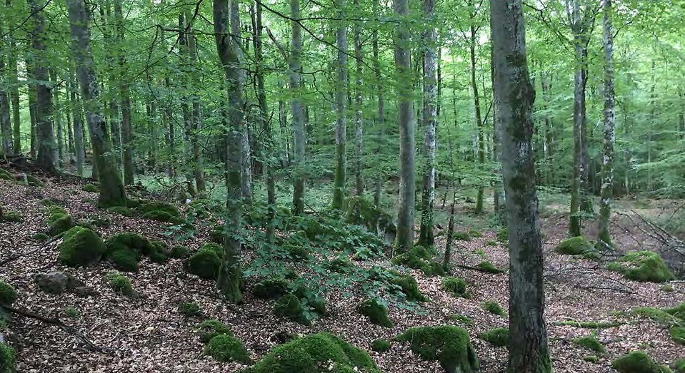Bokdominerad skog i norra Skåne.