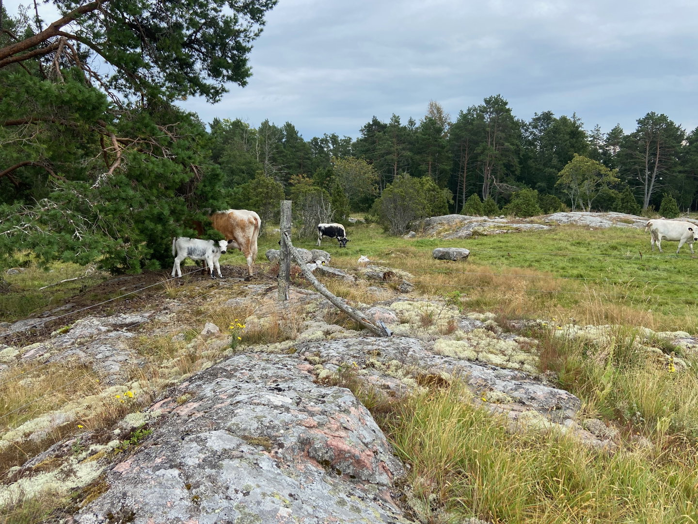 En beteshage med tre kor varav en liten vit kalv.