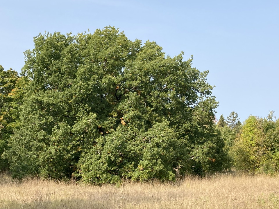 Stor ek i brynet, Lohärads prästgård.