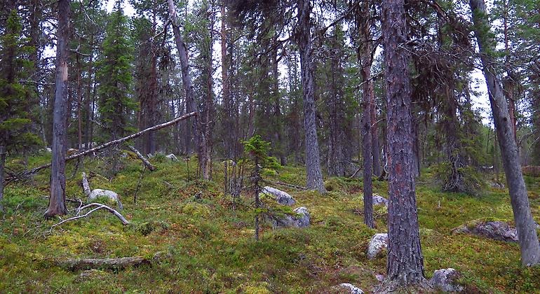 Gammal tallskog i reservatets sydöstra del med silverfuror och gammeltallar.