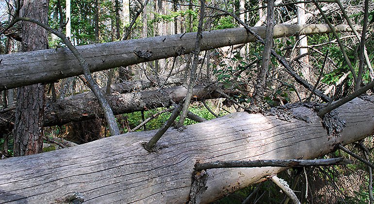Fallna granar i barkborreangripen skog.