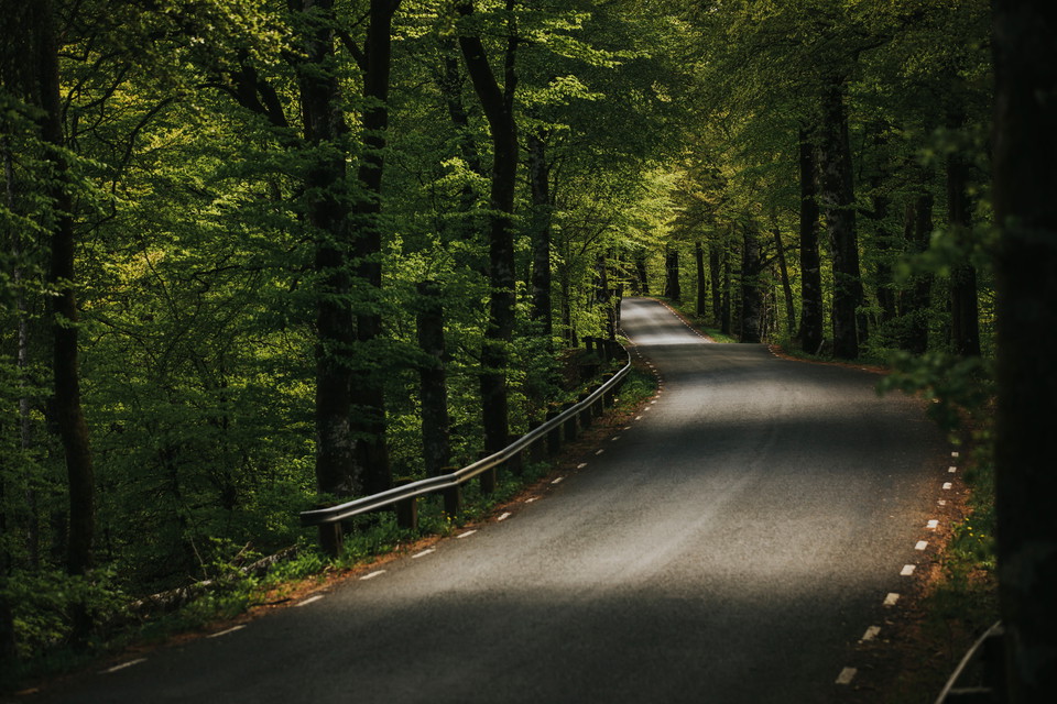 Värnamos vackraste bokskogar