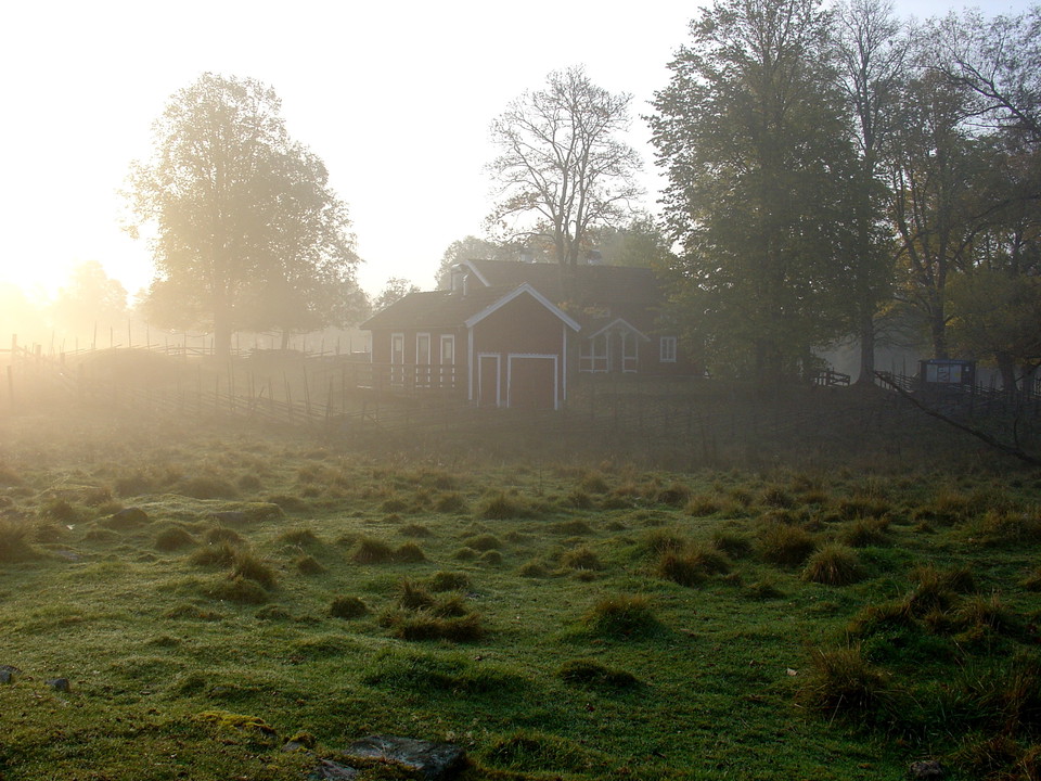 Signaturled Store Mosse