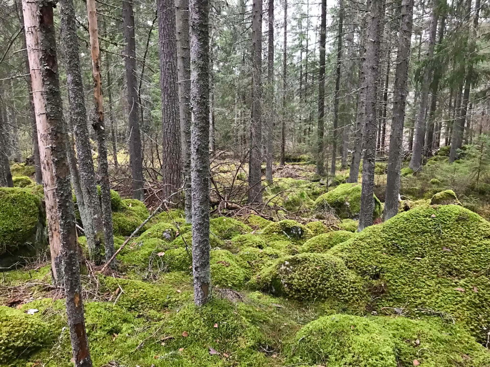 Viktig information – stormfälld skog