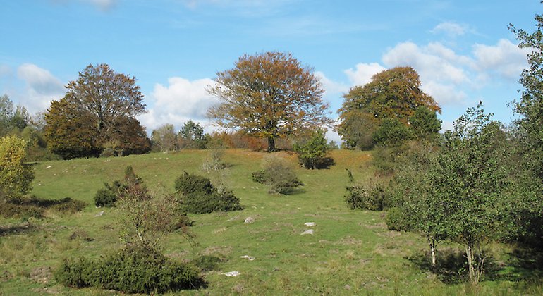 Buskprydd betesmark.