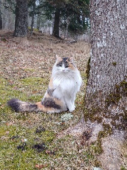 Annie Lilja Nordstedt 