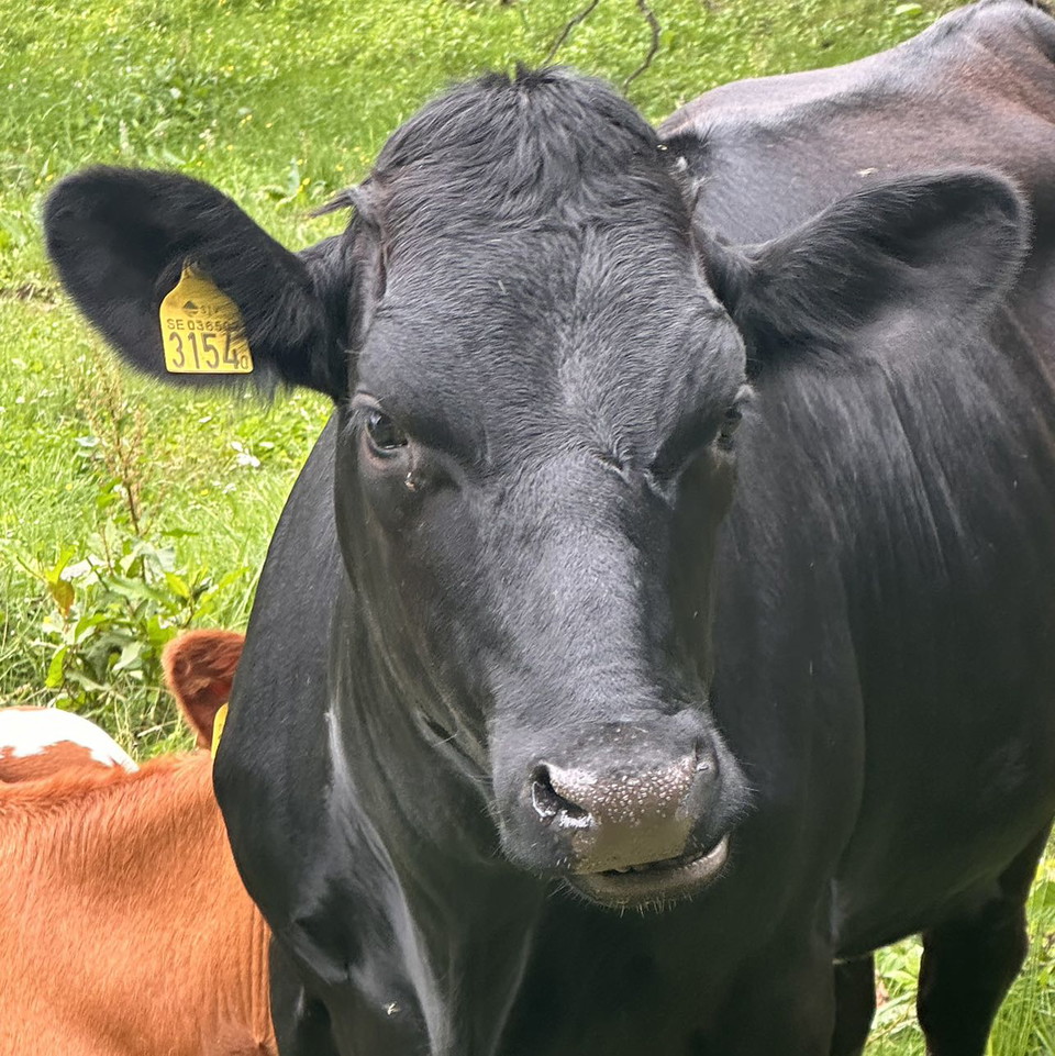 Gabriella Grönström