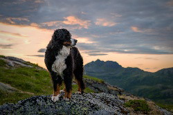 Hundterwegs