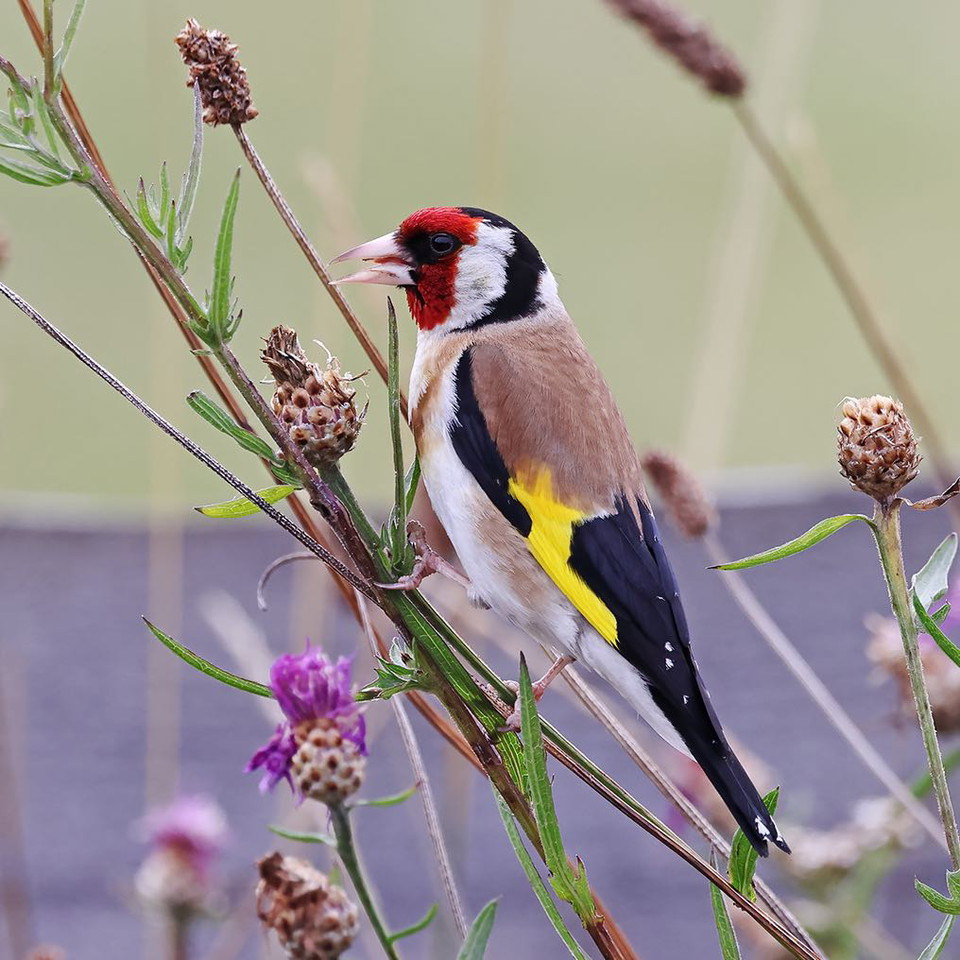 Christopher Halldén