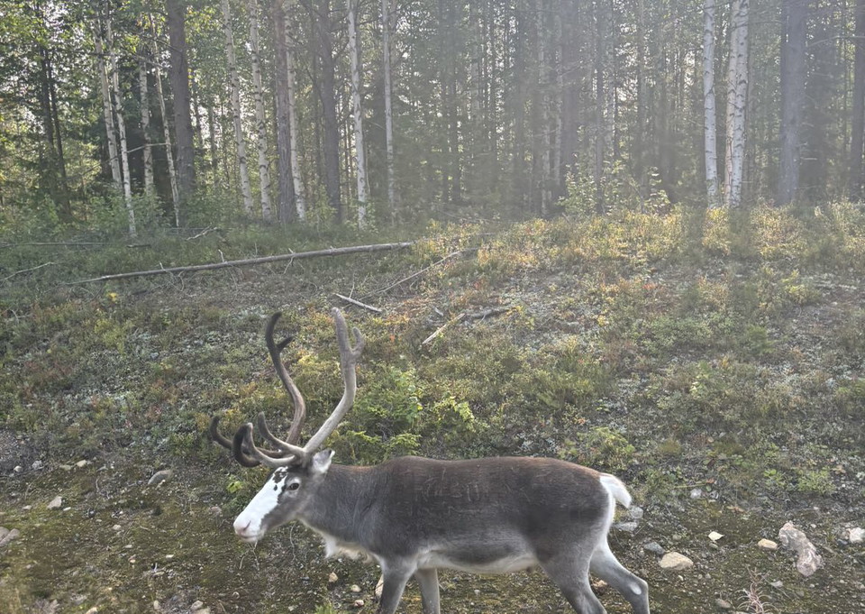 Alfons Nordmark Wahlgren