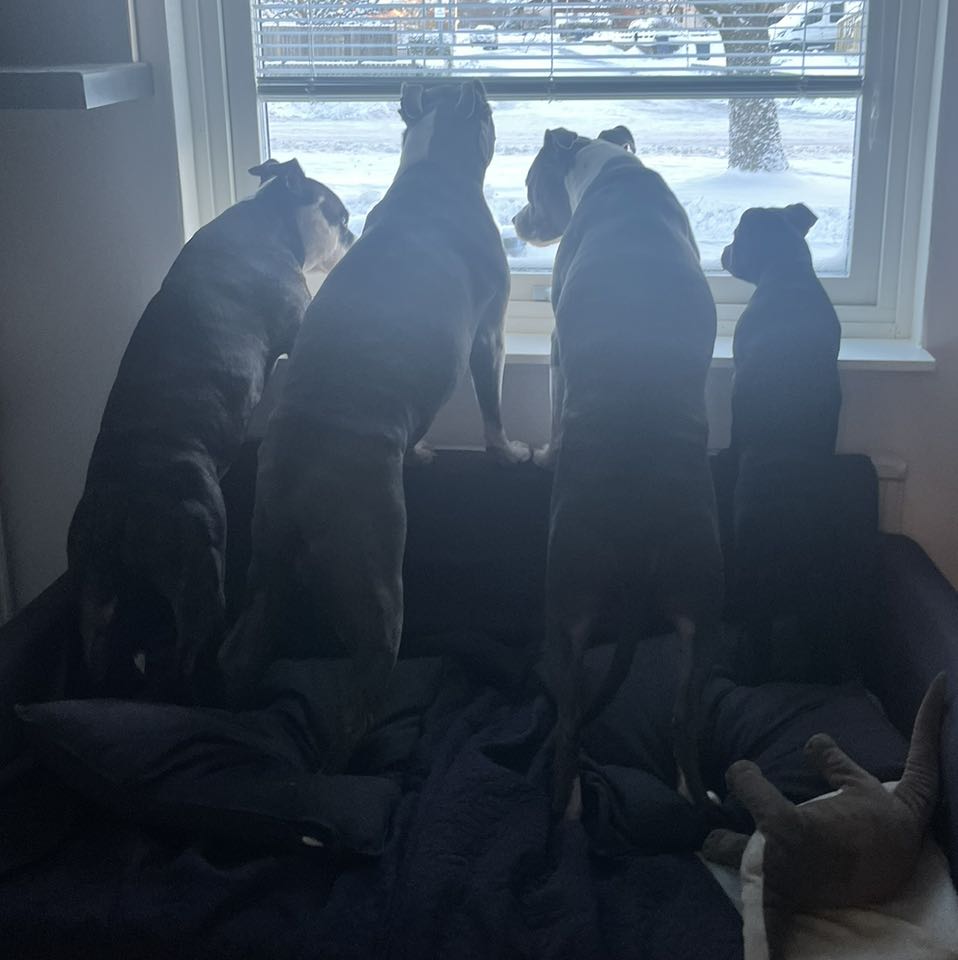 Sara Saibua Sederström