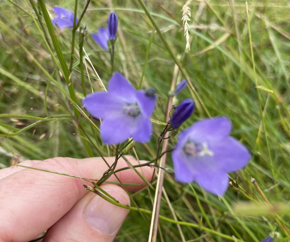Maria Persdotter Isaksson 